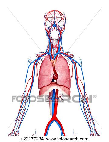 Human anatomy, artwork View Large Illustration Stock Illustration - Human anatomy, artwork. Fotosearch