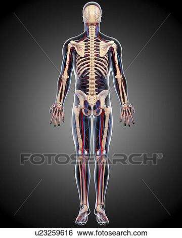 Stock Illustration - Human anatomy, artwork. Fotosearch