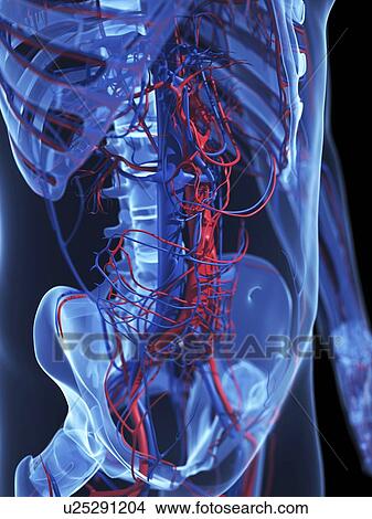 Human anatomy, artwork View Large Illustration Stock Illustration - Human anatomy, artwork. Fotosearch