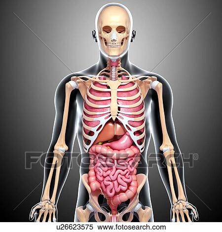 Human anatomy, artwork View Large Illustration Stock Illustration - Human anatomy, artwork. Fotosearch