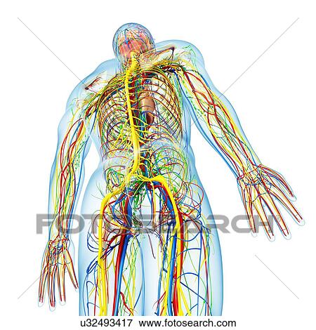 Human anatomy, artwork View Large Illustration Stock Illustration - Human anatomy, artwork. Fotosearch
