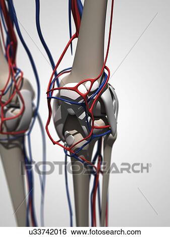 Stock Illustration - Human anatomy, artwork. Fotosearch