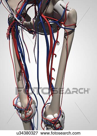 Human anatomy, artwork View Large Illustration Stock Illustration - Human anatomy, artwork. Fotosearch