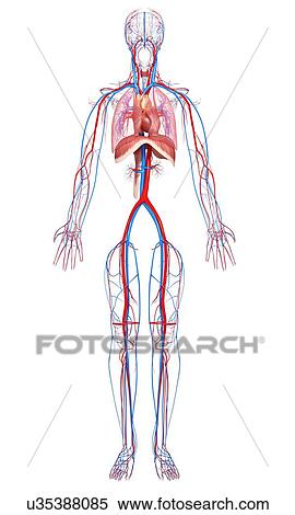 Stock Illustration - Human anatomy, artwork. Fotosearch