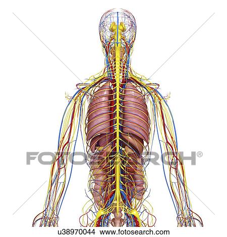 Stock Illustration - Human anatomy, artwork. Fotosearch
