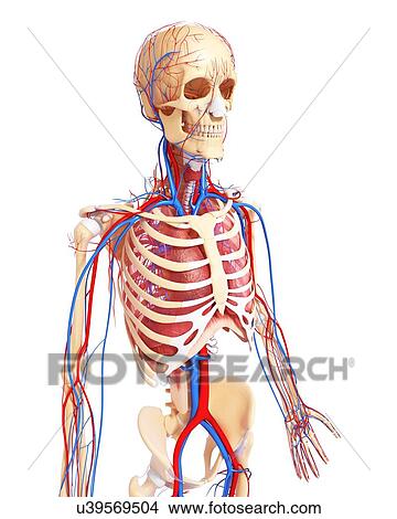 Human anatomy, artwork View Large Illustration Stock Illustration - Human anatomy, artwork. Fotosearch