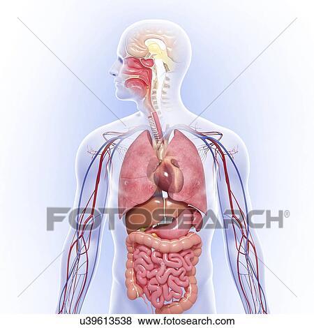 Stock Illustration - Human anatomy, artwork. Fotosearch
