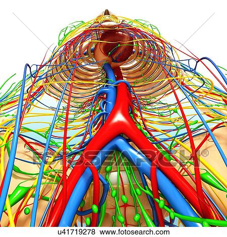 Stock Illustration - Human anatomy, artwork. Fotosearch