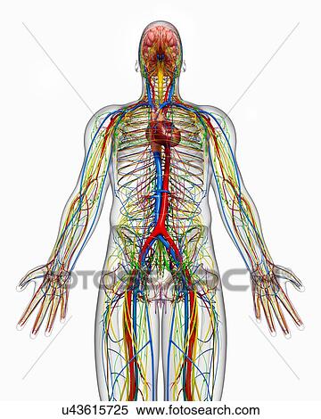 Human anatomy, artwork View Large Illustration Stock Illustration - Human anatomy, artwork. Fotosearch