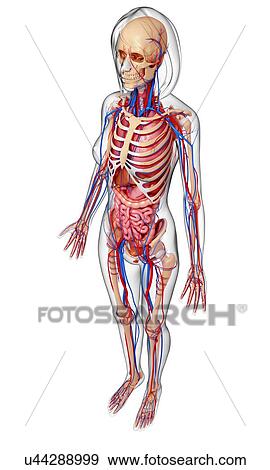 Stock Illustration - Human anatomy, artwork. Fotosearch