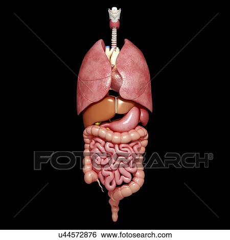 Stock Illustration - Human anatomy, artwork. Fotosearch