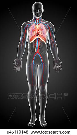 Human anatomy, artwork View Large Illustration Stock Illustration - Human anatomy, artwork. Fotosearch
