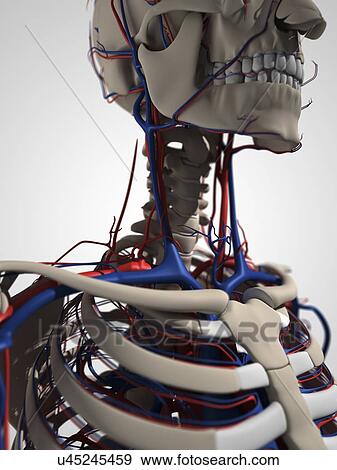 Human anatomy, artwork View Large Illustration Stock Illustration - Human anatomy, artwork. Fotosearch