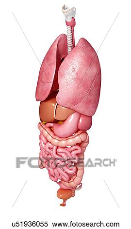 Human anatomy, artwork View Large Illustration Stock Illustration - Human anatomy, artwork. Fotosearch