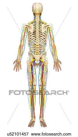 Human anatomy, artwork View Large Illustration Stock Illustration - Human anatomy, artwork. Fotosearch