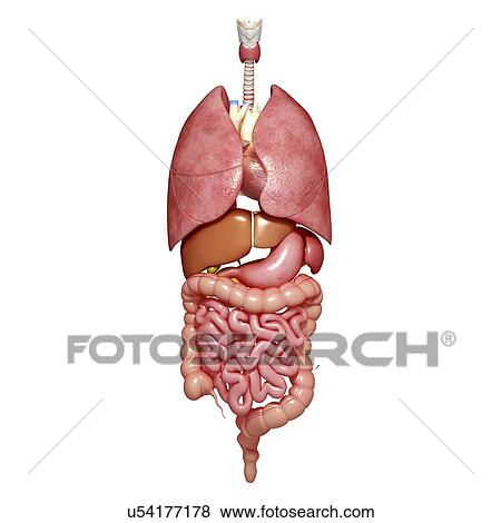 Stock Illustration - Human anatomy, artwork. Fotosearch