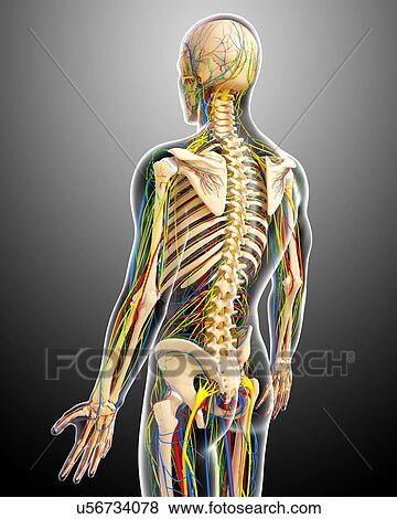 Human anatomy, artwork View Large Illustration Stock Illustration - Human anatomy, artwork. Fotosearch