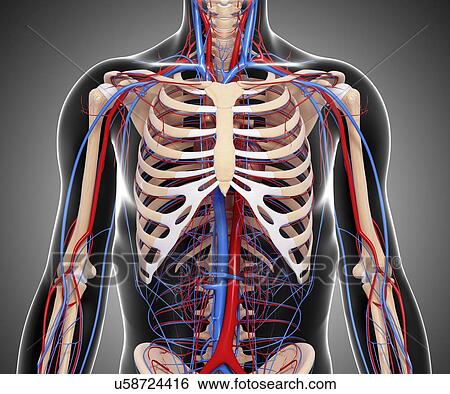 Stock Illustration - Human anatomy, artwork. Fotosearch