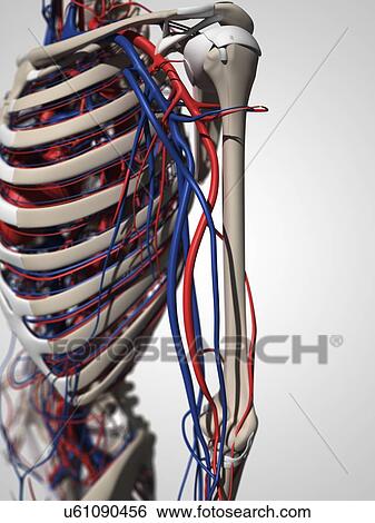 Stock Illustration - Human anatomy, artwork. Fotosearch