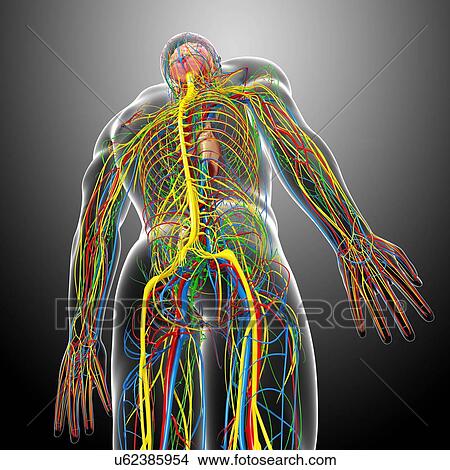 Stock Illustration - Human anatomy, artwork. Fotosearch