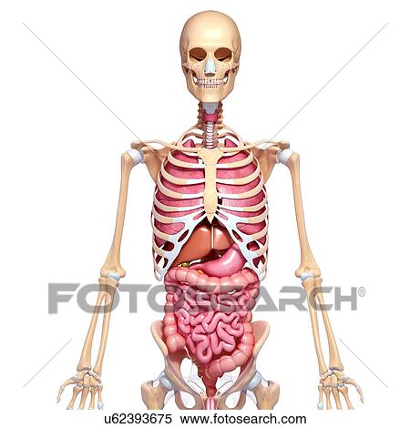 Human anatomy, artwork View Large Illustration Stock Illustration - Human anatomy, artwork. Fotosearch