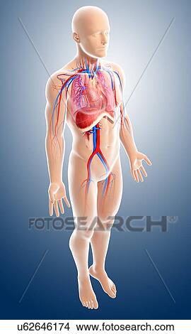 Stock Illustration - Human anatomy, artwork. Fotosearch