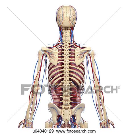 Stock Illustration - Human anatomy, artwork. Fotosearch