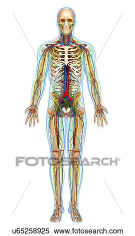 Human anatomy, artwork View Large Illustration Stock Illustration - Human anatomy, artwork. Fotosearch