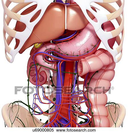 Stock Illustration - Human anatomy, artwork. Fotosearch