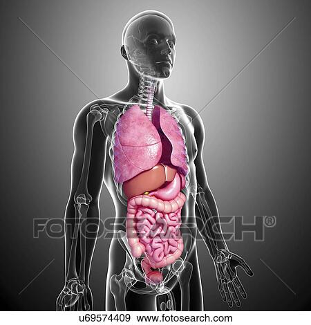 Stock Illustration - Human anatomy, artwork. Fotosearch