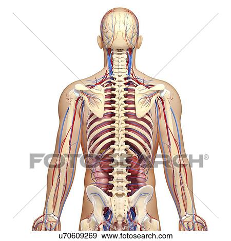 Human anatomy, artwork View Large Illustration Stock Illustration - Human anatomy, artwork. Fotosearch