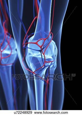 Stock Illustration - Human anatomy, artwork. Fotosearch
