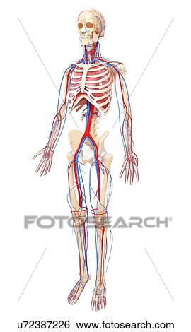 Stock Illustration - Human anatomy, artwork. Fotosearch