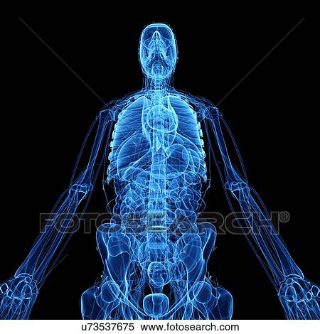 Stock Illustration - Human anatomy, artwork. Fotosearch