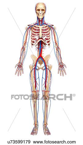 Human anatomy, artwork View Large Illustration Stock Illustration - Human anatomy, artwork. Fotosearch