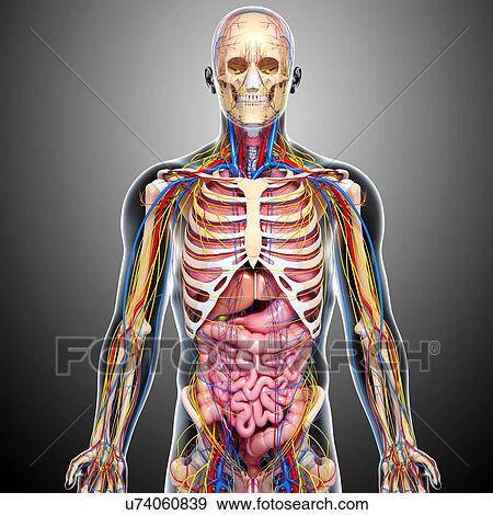 Human anatomy, artwork View Large Illustration Stock Illustration - Human anatomy, artwork. Fotosearch