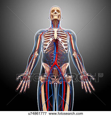 Human anatomy, artwork View Large Illustration Stock Illustration - Human anatomy, artwork. Fotosearch