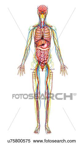 Human anatomy, artwork View Large Illustration Stock Illustration - Human anatomy, artwork. Fotosearch