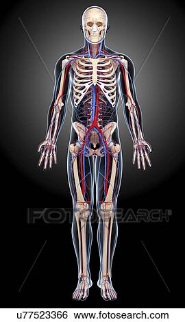 Human anatomy, artwork View Large Illustration Stock Illustration - Human anatomy, artwork. Fotosearch