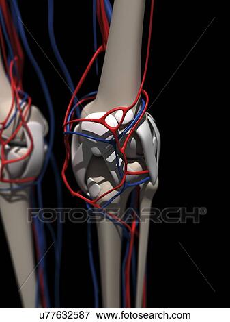 Stock Illustration - Human anatomy, artwork. Fotosearch