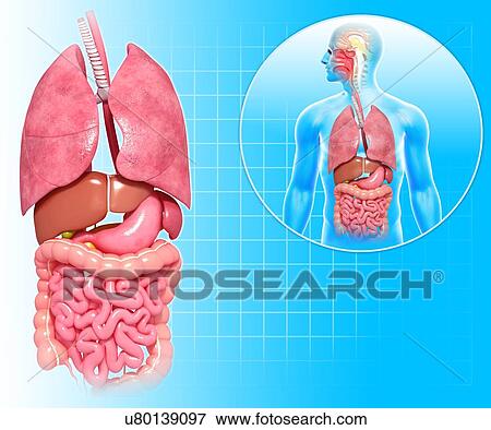 Human anatomy, artwork View Large Illustration Stock Illustration - Human anatomy, artwork. Fotosearch