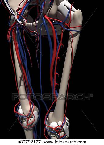 Human anatomy, artwork View Large Illustration Stock Illustration - Human anatomy, artwork. Fotosearch