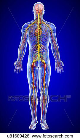 Stock Illustration - Human anatomy, artwork. Fotosearch