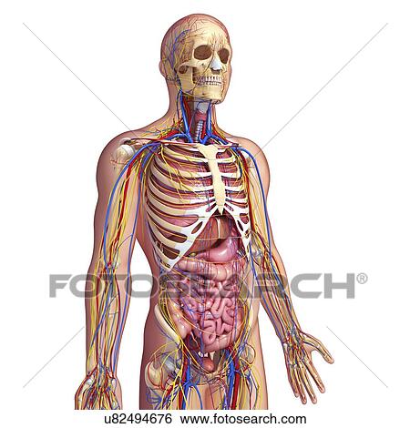 Human anatomy, artwork View Large Illustration Stock Illustration - Human anatomy, artwork. Fotosearch