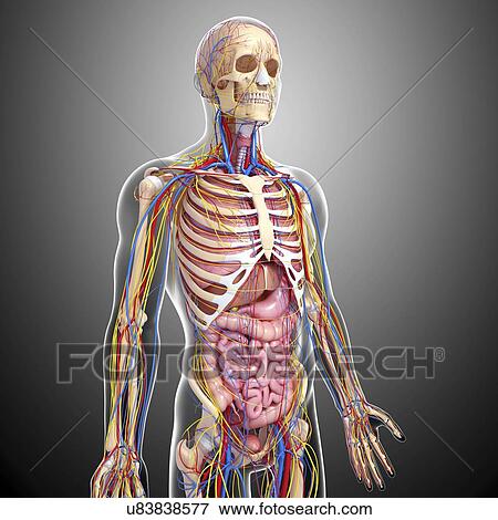 Stock Illustration - Human anatomy, artwork. Fotosearch