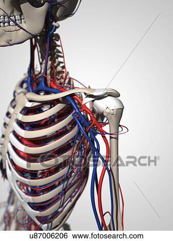 Stock Illustration - Human anatomy, artwork. Fotosearch