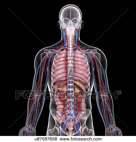Human anatomy, artwork View Large Illustration Stock Illustration - Human anatomy, artwork. Fotosearch