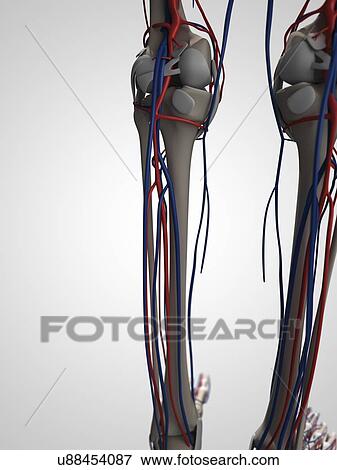 Human anatomy, artwork View Large Illustration Stock Illustration - Human anatomy, artwork. Fotosearch