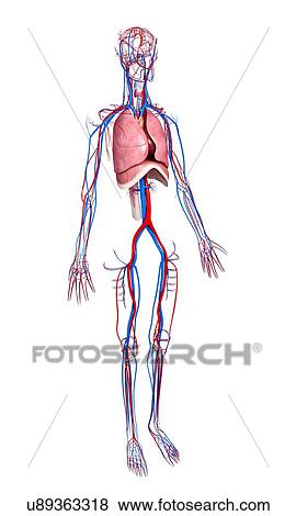 Stock Illustration - Human anatomy, artwork. Fotosearch