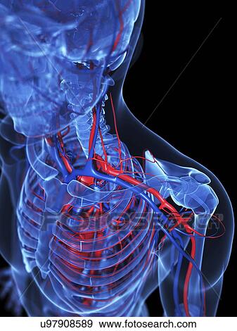 Stock Illustration - Human anatomy, artwork. Fotosearch